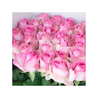 愛のバラ宅配便 ピンク お礼品詳細 ふるさと納税なら さとふる