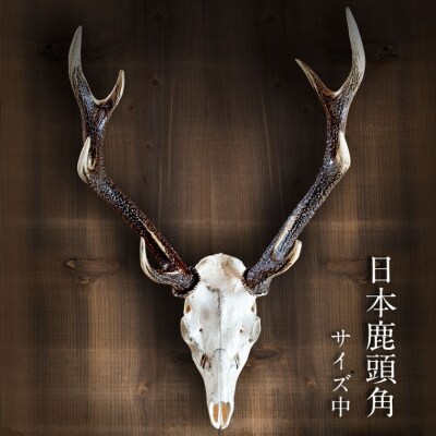 二ホンジカ頭骨付き角　壁掛け(中)　 | ふるさと納税のお礼品