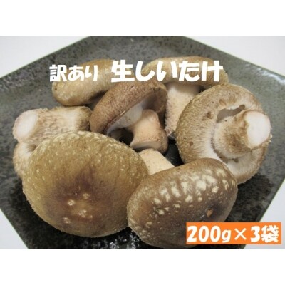 訳あり　生しいたけ(200g×3袋)サイズ混合　 | ふるさと納税のお礼品