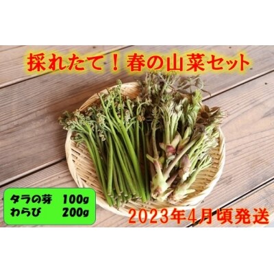 採れたて 春の山菜セット 配送地域限定 23年4月頃から発送 お礼品詳細 ふるさと納税なら さとふる