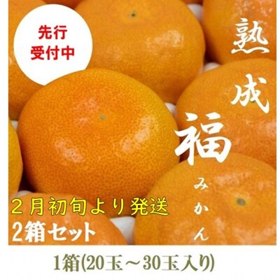 2箱セット　熟成『福』みかん　※2024年2月初旬頃から発送 | ふるさと納税のお礼品