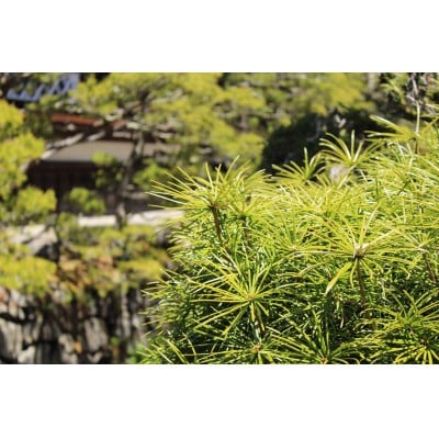 高野槙飴(65g)3袋セット