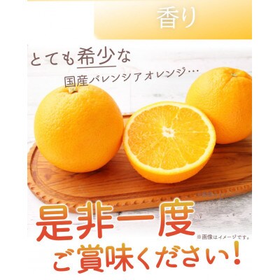 秀品　希少な国産バレンシアオレンジ　2.5kg