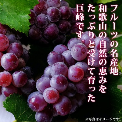 紀州和歌山産の種なし巨峰ぶどう2房(約800g～1kg)