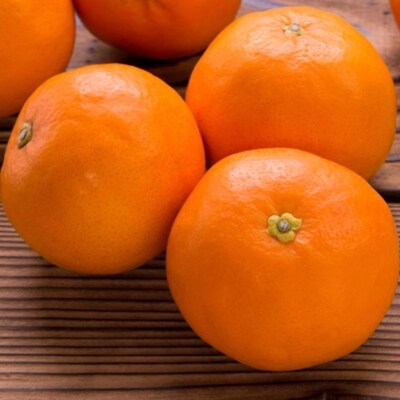 和歌山有田産セミノールオレンジ約5kg(サイズ混合)(高野町)