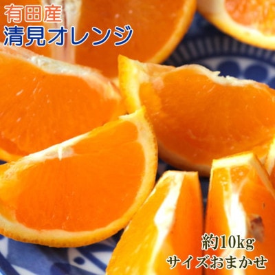 【濃厚】有田産清見オレンジ約10kg(M～3Lサイズおまかせ)(高野町)