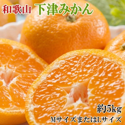 【産直】和歌山下津みかん約5kg(MサイズまたはLサイズのいずれかをお届け・秀品)(高野町)