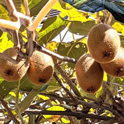 和歌山県産キウイフルーツ約2kg(サイズ混合)【高野町】