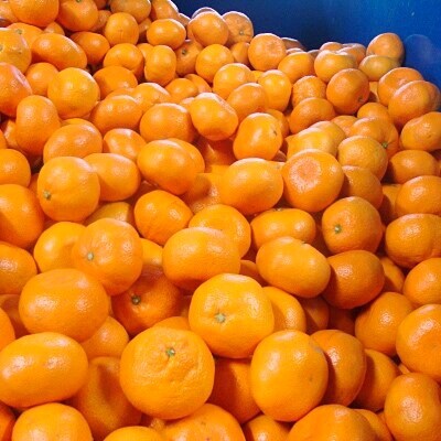 【12月より順次発送】やましん農園(高野町) のこだわりの完熟有田みかん約5kg【農家直送】