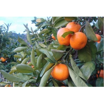 【25年10月より順次発送】有田みかん 大玉3L以上 約10kg nuk004-l-10A