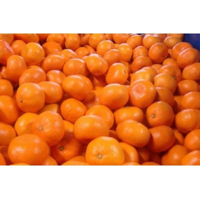 【25年10月より順次発送】有田みかん 大玉3L以上 約7.5kg nuk004-l-7d5