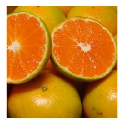 濃厚な味わいゆら早生みかん 約2kg (nuk003-yura-2)