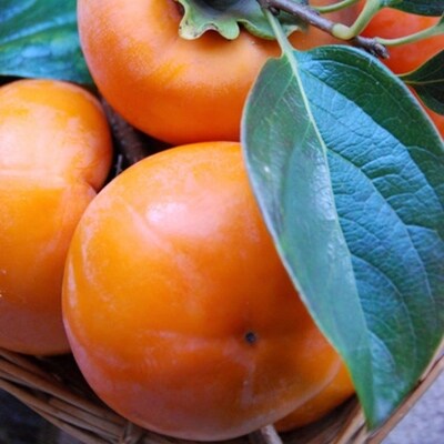 【厳選・産直】和歌山産富有柿約2kg 化粧箱入り(2L～4Lサイズおまかせ)(高野町)