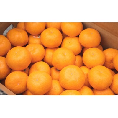 「先行受付」田村みかん 約5kg入 (2L~3L サイズおまかせ)
