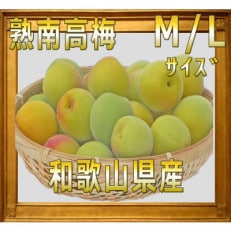 2025/6月より発送【梅干し・梅酒用】紀州和歌山の熟南高生梅　MorL-2kg | ふるさと納税のお礼品