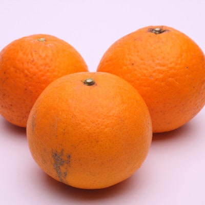 <2月より発送>厳選きよみオレンジ5.5kg+165g(傷み補償分)【光センサー食頃出荷】