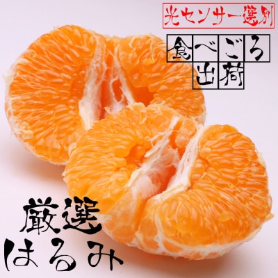 <2月より発送>厳選 はるみ3kg+90g(傷み補償分)【デコポンの姉妹品種】【光センサー選別】