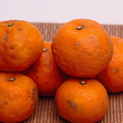 ＜6月より発送＞厳選なつみ4.5kg+135g(傷み補償分)【希少な春柑橘】【初夏のみかん】