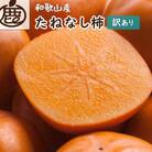 【訳あり・家庭用】たねなし柿 約10kg【刀根早生・平核無柿(ひらたねなしかき)】