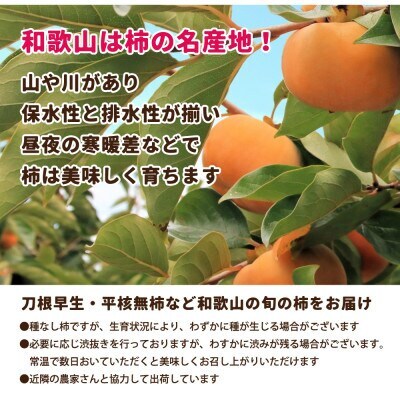 【訳あり・家庭用】たねなし柿 約10kg【刀根早生・平核無柿(ひらたねなしかき)】