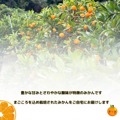 【訳あり】和歌山みかん 9.5kg+補償分500g　サイズ混合(3S～3L) 11月より順次発送