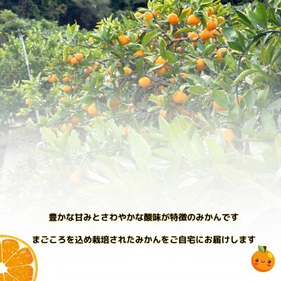 【訳あり】和歌山みかん 14kg+補償分1kg　サイズ混合(3S～3L) 11月より順次発送