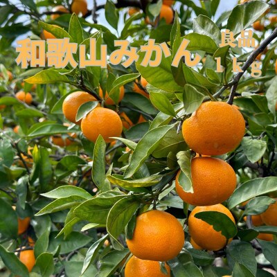 和歌山県海南市産みかん　良品1kg(サイズ2S～2L)