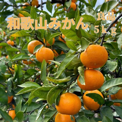 和歌山県海南市産みかん　良品5kg(サイズ2S～2L)