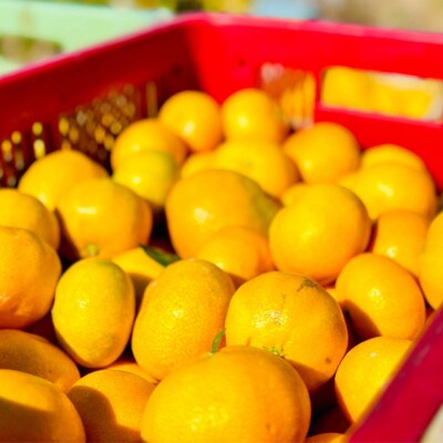 和歌山県海南市産みかん　良品5kg(サイズ2S～2L)