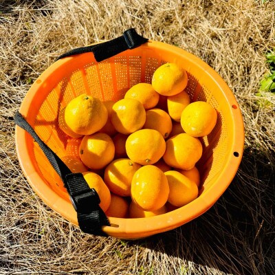 和歌山県海南市産みかん　良品5kg(サイズ2S～2L)
