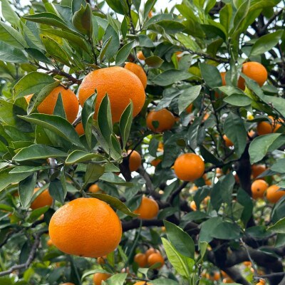 和歌山県海南市産みかん　良品5kg(サイズ2S～2L)