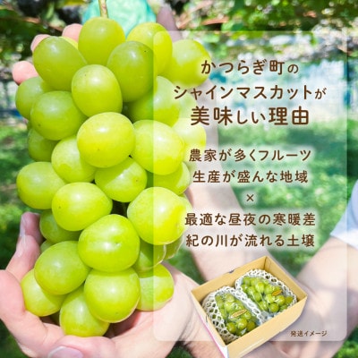 ぶどう先行予約! シャインマスカット秀品 2房(約1.2kg)こだわり農家厳選!