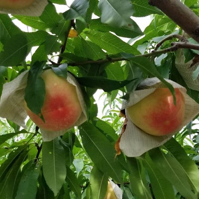 和歌山県産　桃(もも)　約4kg　秀品