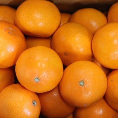 【2027年2月より順次発送】　和歌山県産　せとか　約3kg　秀品　【まごころ手選別】