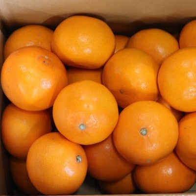 【2027年2月より順次発送】　和歌山県産　せとか　約5kg　秀品　【まごころ手選別】
