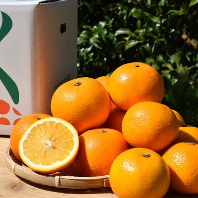 【2027年1月中旬より順次発送】和歌山県産　八朔(はっさく)約10kg　L～2L【まごころ手選別】
