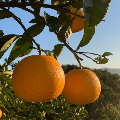 【2027年1月より順次発送】和歌山産　八朔　6玉　L～2Lサイズ【まごころ手選別】