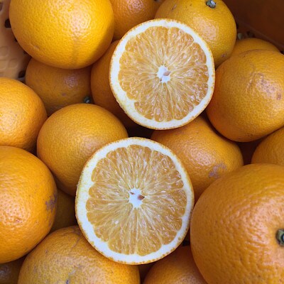 【先行受付2027年1月より発送】　和歌山産　八朔(はっさく)　約4kg　家庭用【まごころ手選別】