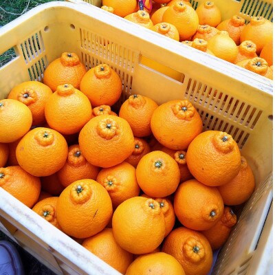 【2027年2月上旬より順次発送】和歌山産　不知火(デコポン)約5kg　秀品　(18玉～24玉)