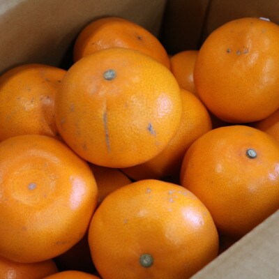 【2026年2月より順次発送】せとか　約3kg　家庭用