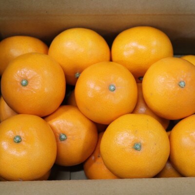 【2026年2月より順次発送】せとか　約5kg　秀品　