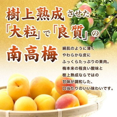 紀州極上漬　1kg
