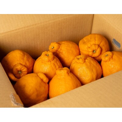 【2027年2月より順次発送】森本農園の贈答用　不知火　2kg