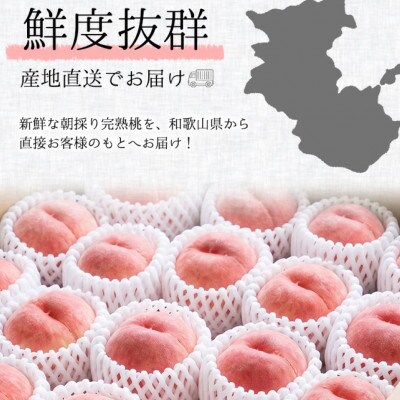 【2026年7月より順次発送】森本農園の桃　贈答用　4kg