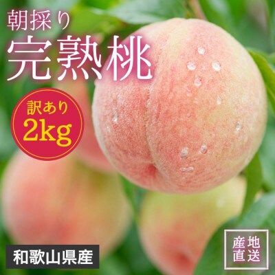 【2026年7月より順次発送】森本農園の桃　訳あり　2kg