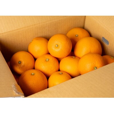 【発送月固定定期便】家庭用　かんきつ定期便　1.5kg　1月～5月まで全5回
