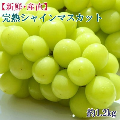 和歌山県産完熟シャインマスカット約1.2kg(高野町)