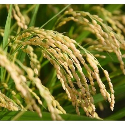 計40kg! お米定期便【12月上旬・2月上旬 20kg×2回お届け】2019年産山形産はえぬき