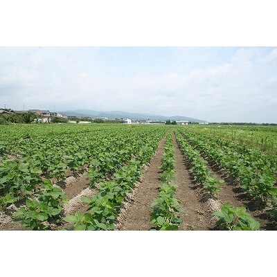 朝採り新鮮 山形県産 秘伝豆 2kg 深いコクと香り豊かな枝豆 010 B44 お礼品詳細 ふるさと納税なら さとふる