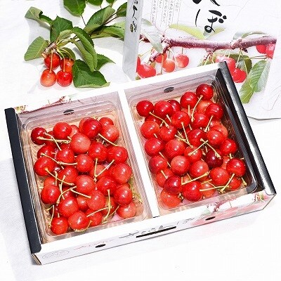 <朝採り新鮮> ★県品評会優秀賞★ 実力派農家のさくらんぼ「佐藤錦」 700g 【高級 特秀品】